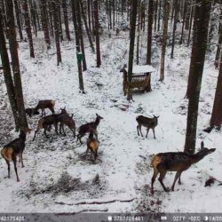 Hunting 751 PRO kamuflasje videoovervkingskamera, 16MP, 4G LTE, GPS, Night Vision, usynlige lys