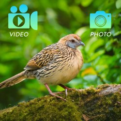 Hunting 751 PRO kamuflasje videoovervkingskamera, 16MP, 4G LTE, GPS, Night Vision, usynlige lys